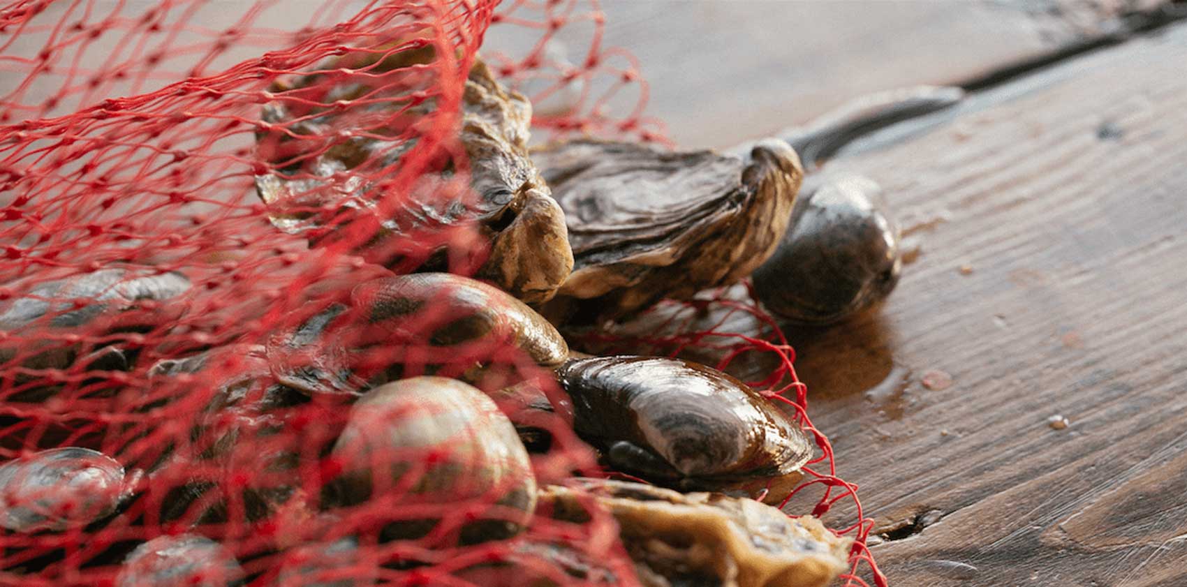 Baywater Shellfish Company